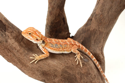 Hypo Orange Tiger Blue Bar Bearded Dragon