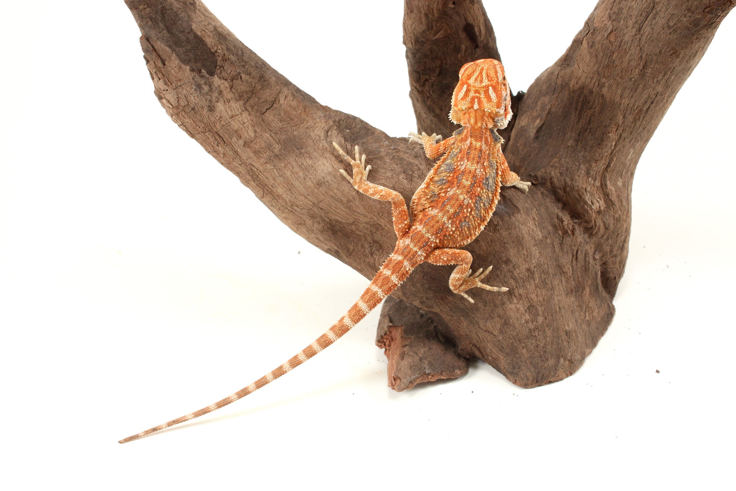 Hypo Orange Tiger Blue Bar Bearded Dragon