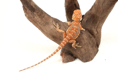 Hypo Orange Tiger Blue Bar Bearded Dragon