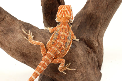 Hypo Orange Tiger Blue Bar Bearded Dragon
