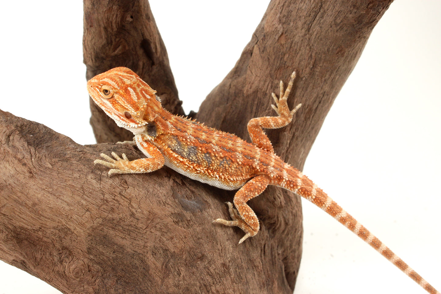 Hypo Orange Tiger Blue Bar Bearded Dragon
