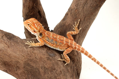 Hypo Orange Tiger Blue Bar Bearded Dragon