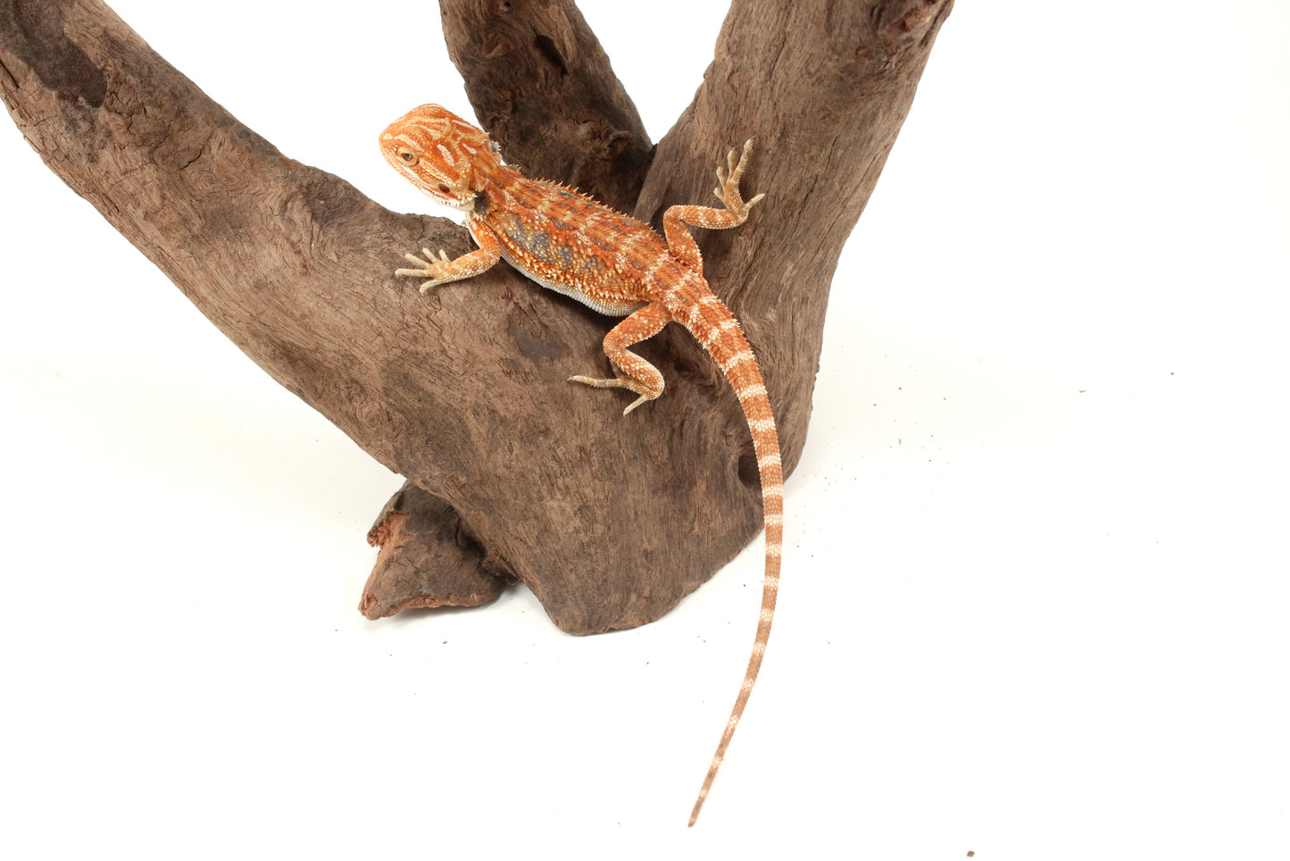 Hypo Orange Tiger Blue Bar Bearded Dragon