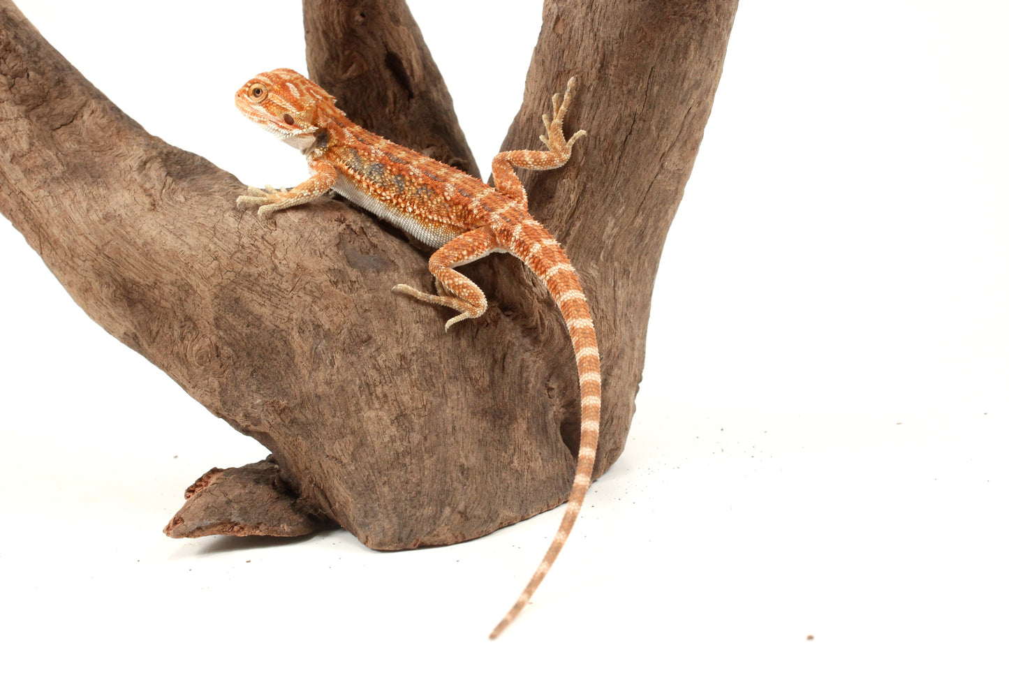 Hypo Orange Tiger Blue Bar Bearded Dragon