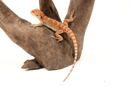 Hypo Orange Tiger Blue Bar Bearded Dragon