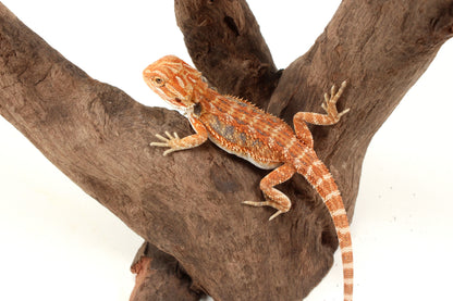 Hypo Orange Tiger Blue Bar Bearded Dragon