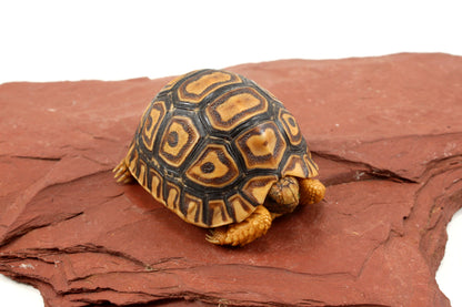 Leopard Tortoise