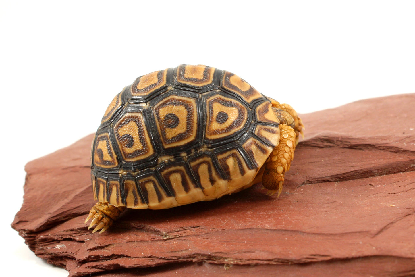 Leopard Tortoise