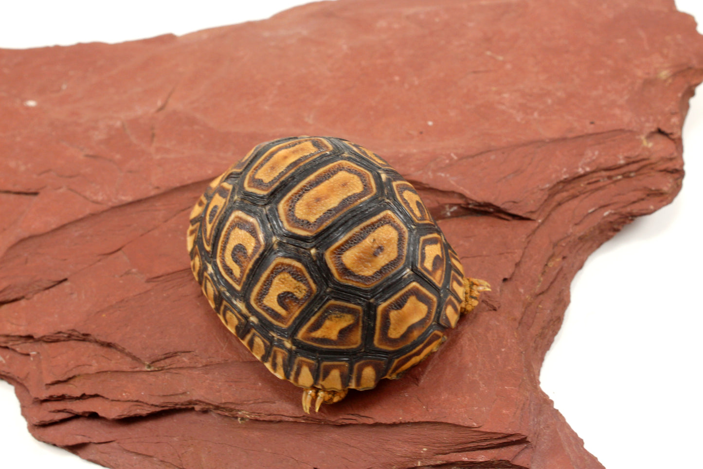 Leopard Tortoise