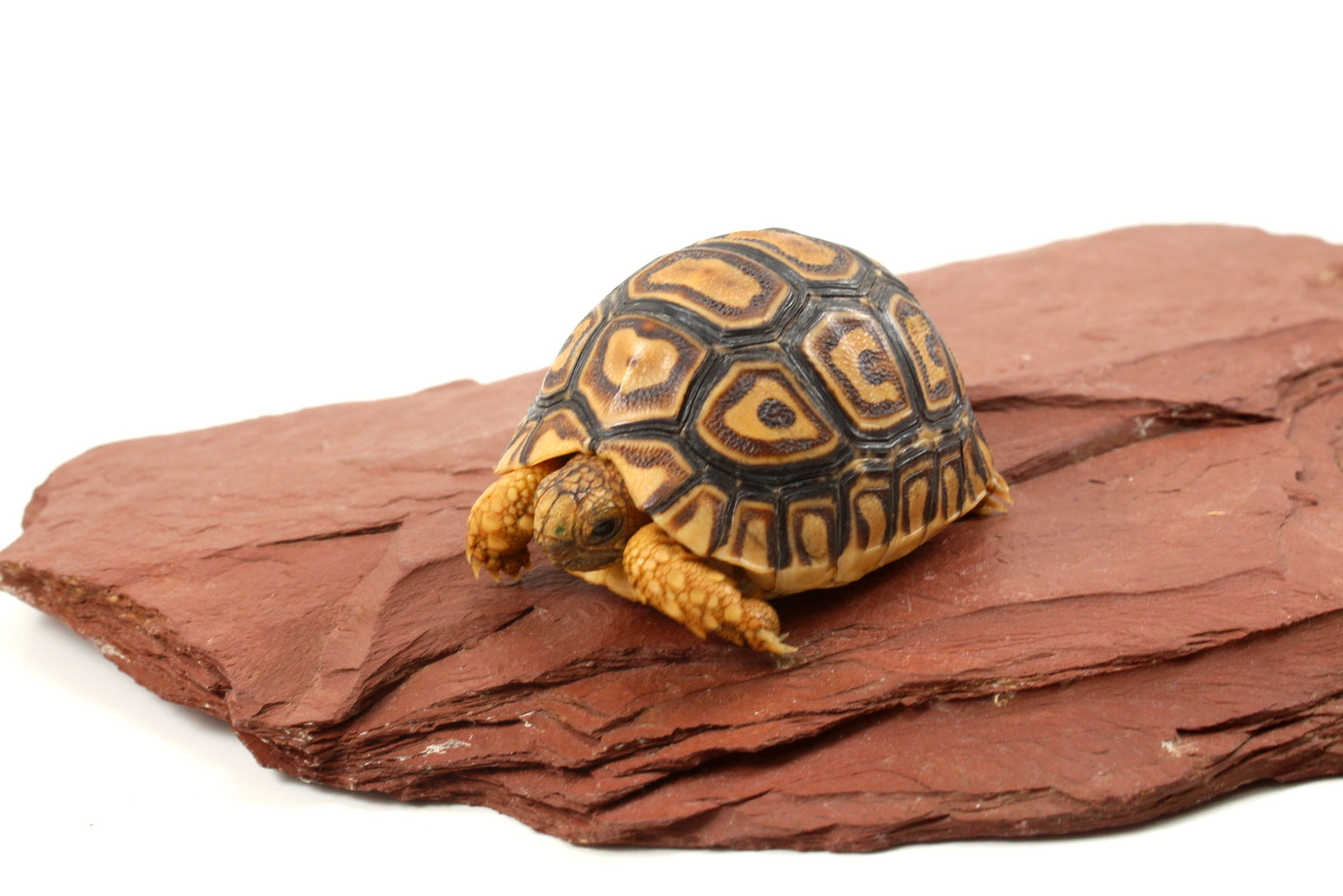 Leopard Tortoise