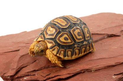Leopard Tortoise