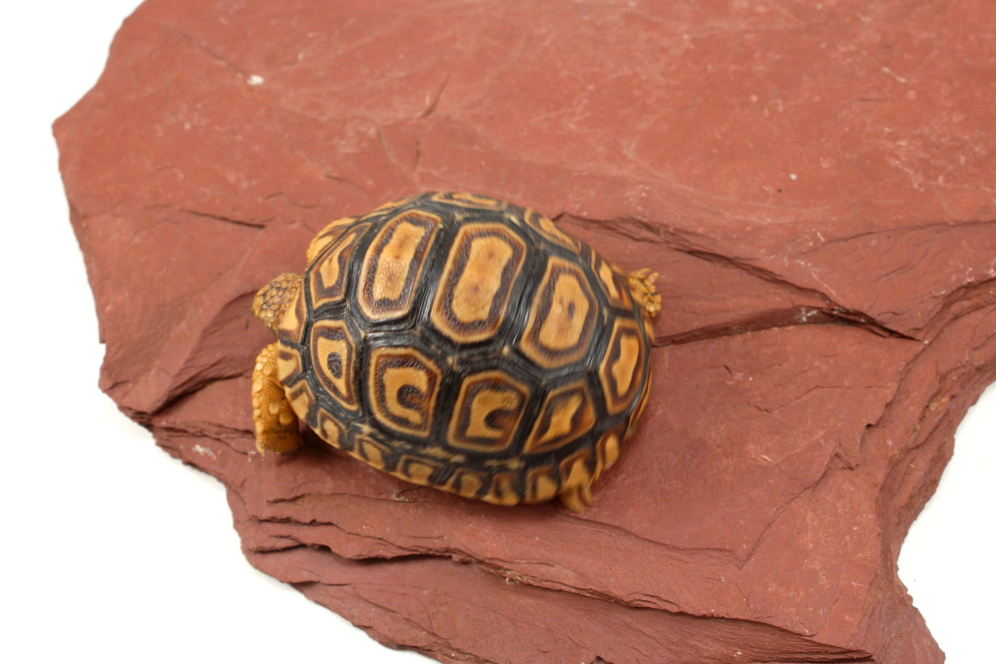Leopard Tortoise