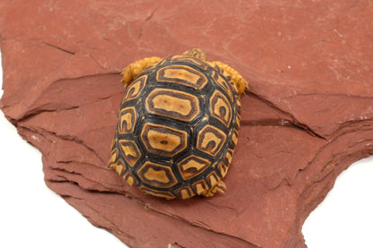 Leopard Tortoise
