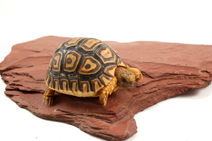 Leopard Tortoise