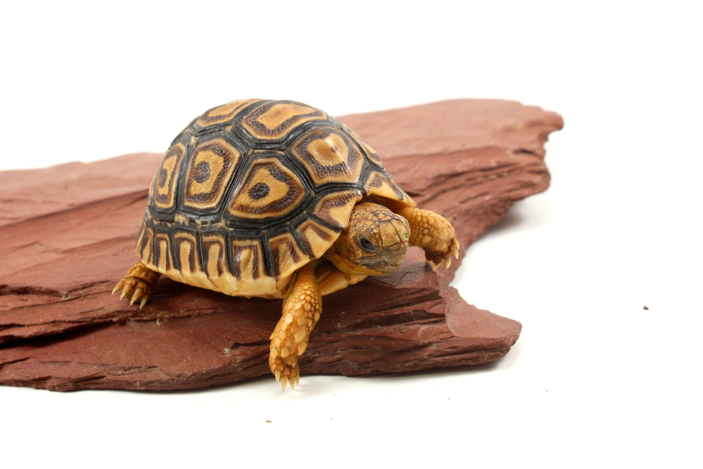 Leopard Tortoise