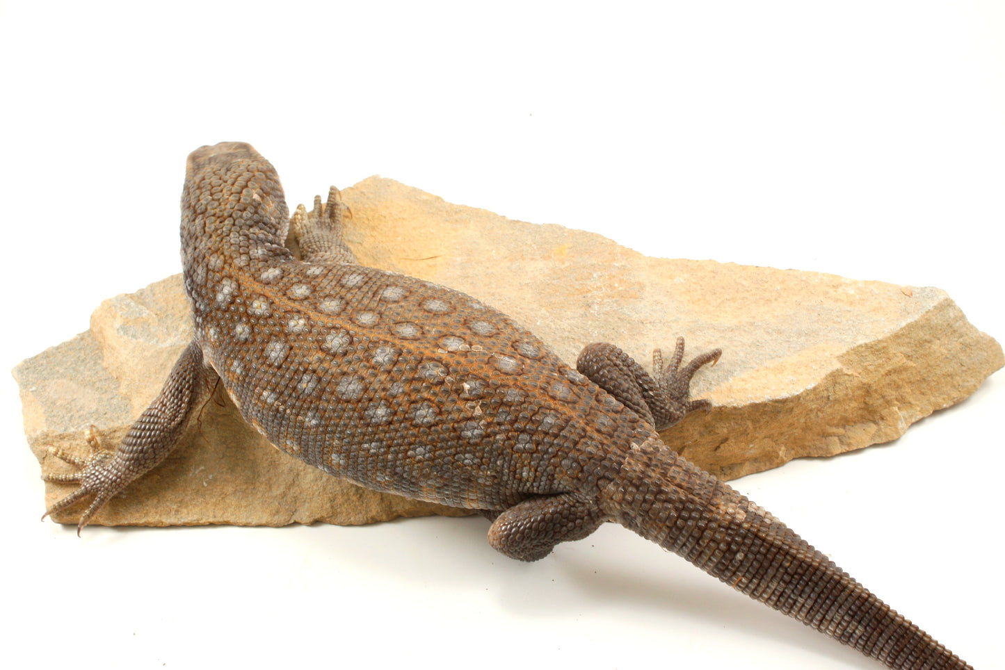 Savannah Monitor