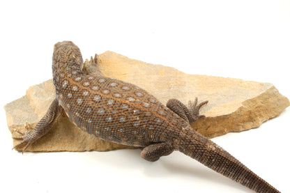 Savannah Monitor