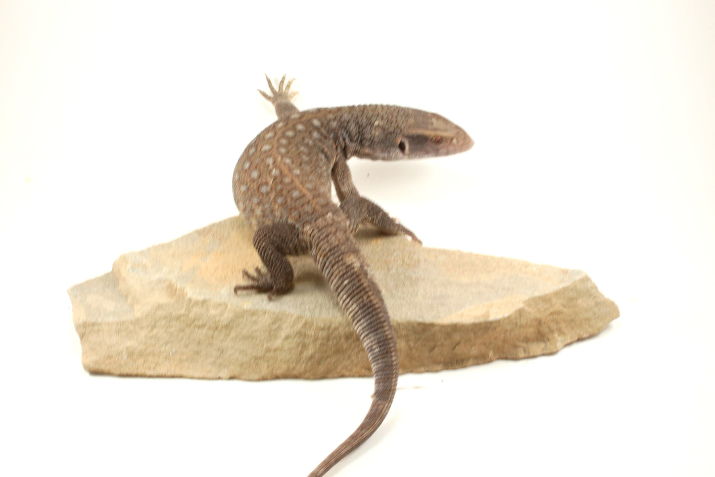 Savannah Monitor