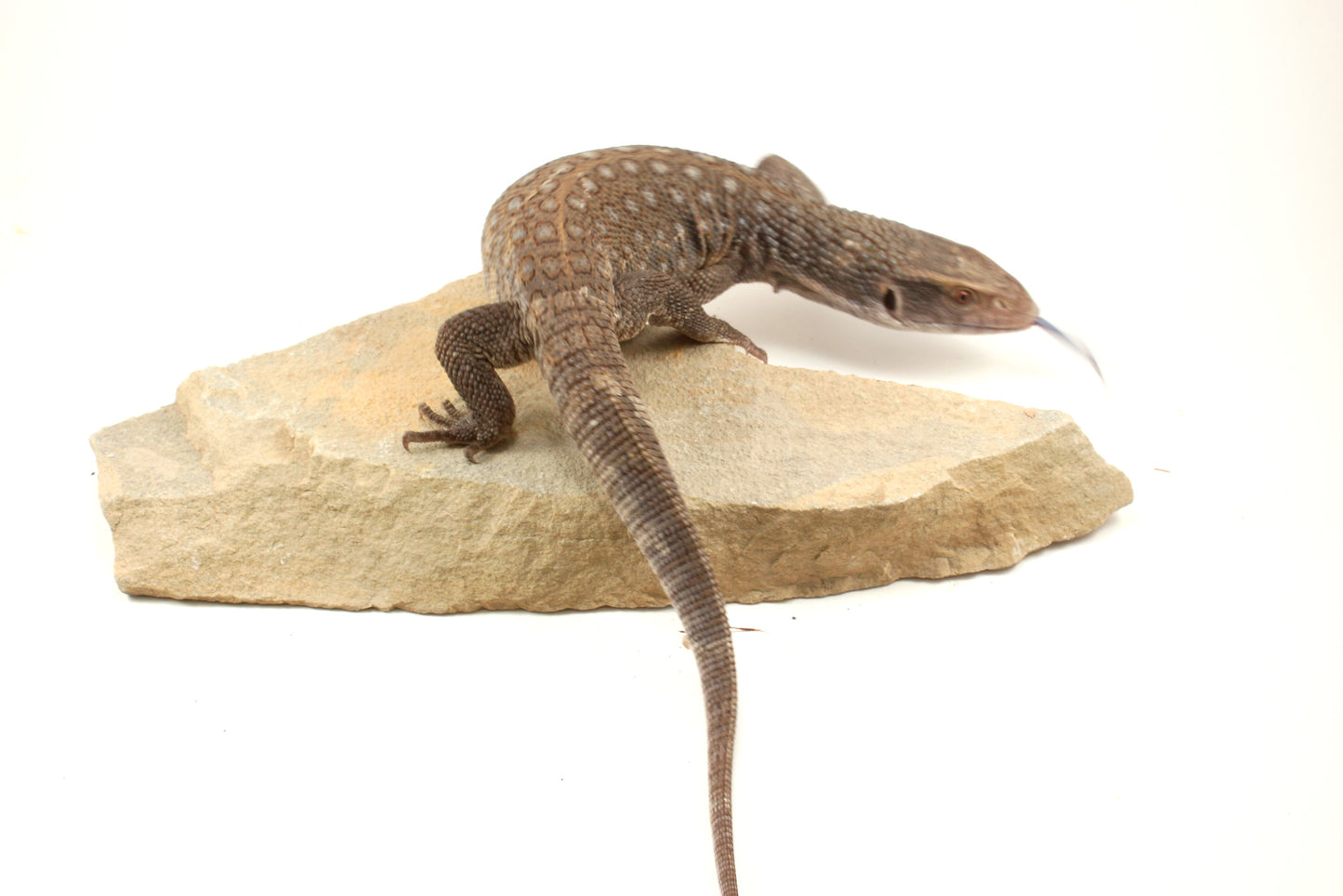 Savannah Monitor