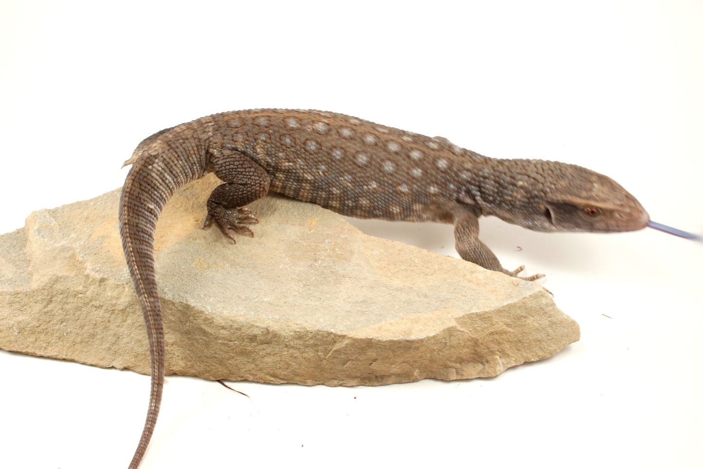 Savannah Monitor