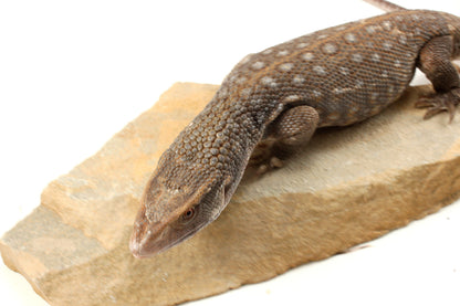 Savannah Monitor