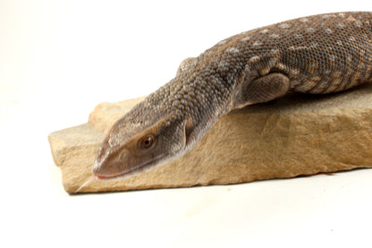 Savannah Monitor