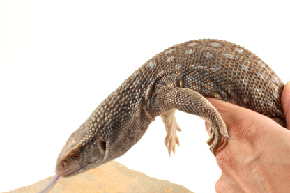 Savannah Monitor