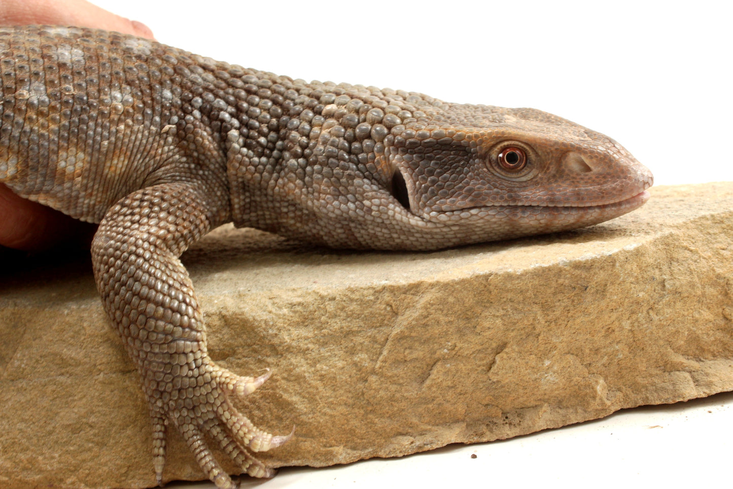 Savannah Monitor