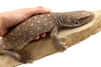 Savannah Monitor