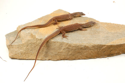 CB Baby Yellow Ackie Monitor
