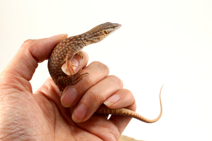 CB Baby Yellow Ackie Monitor