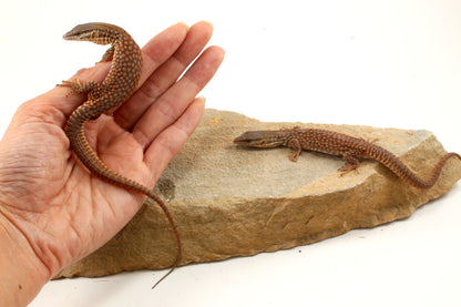 CB Baby Yellow Ackie Monitor