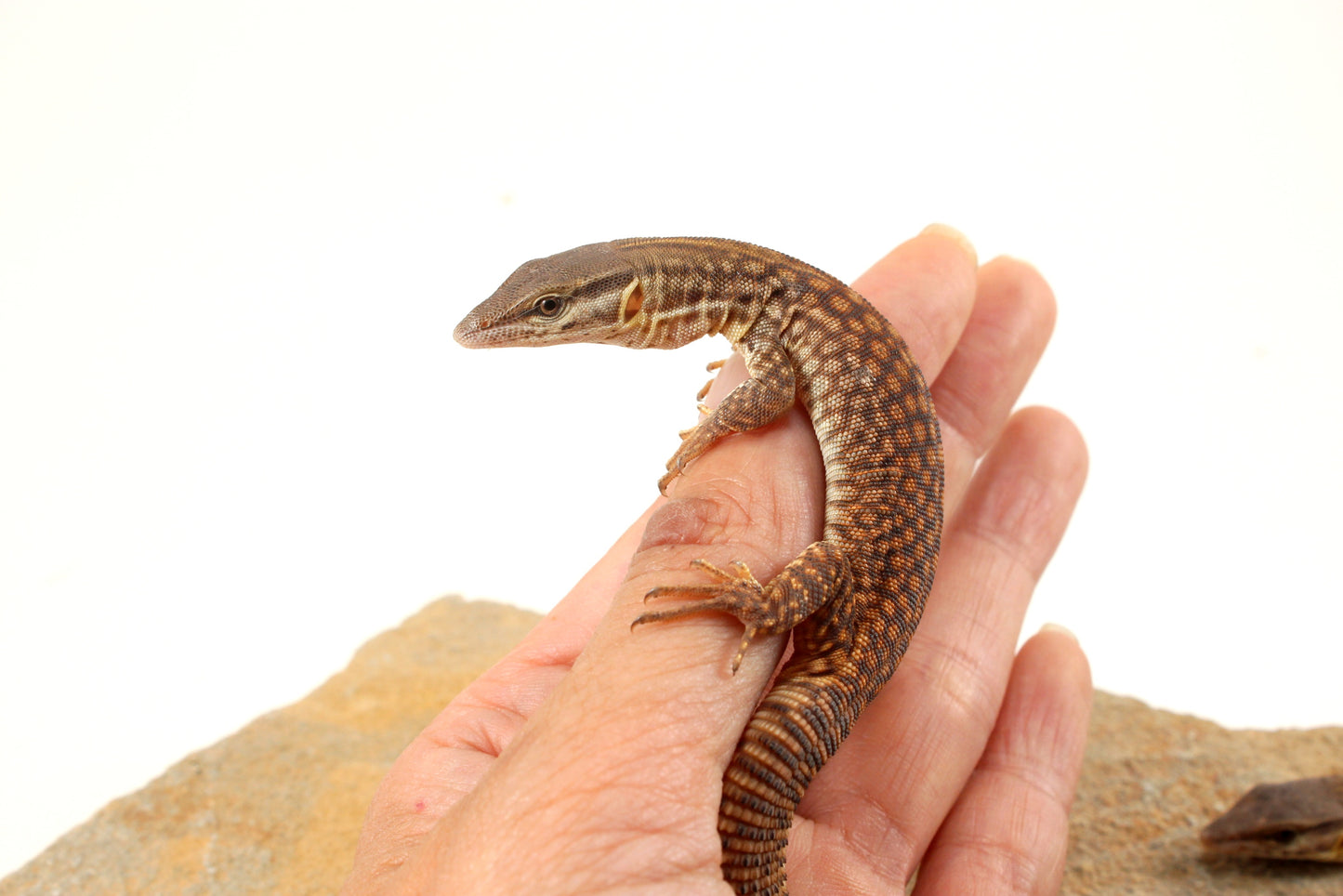 CB Baby Yellow Ackie Monitor