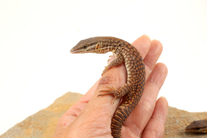 CB Baby Yellow Ackie Monitor