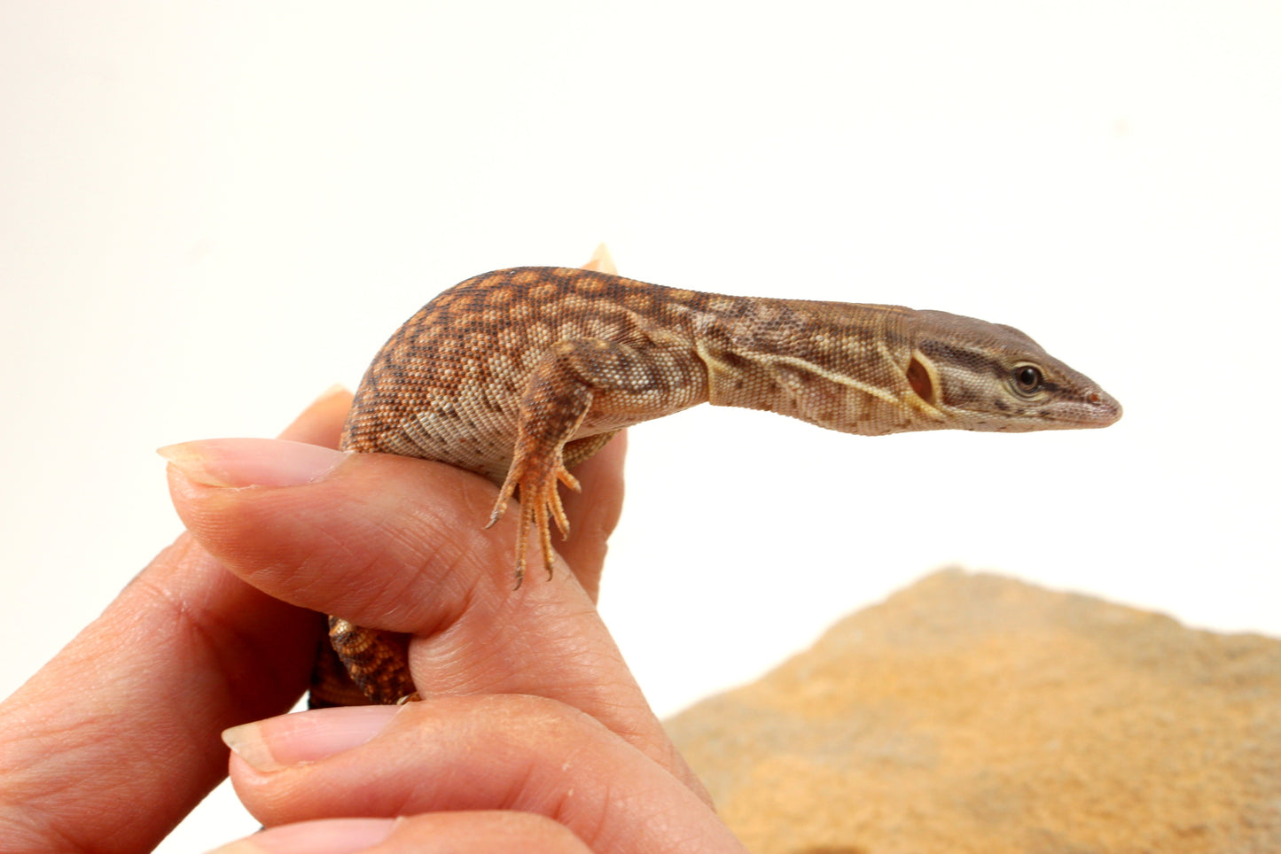 CB Baby Yellow Ackie Monitor