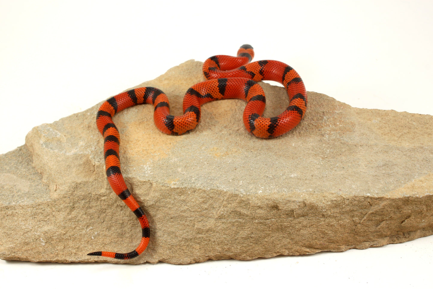 "Crazy" Gene Honduran Milksnake