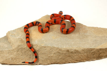 "Crazy" Gene Honduran Milksnake