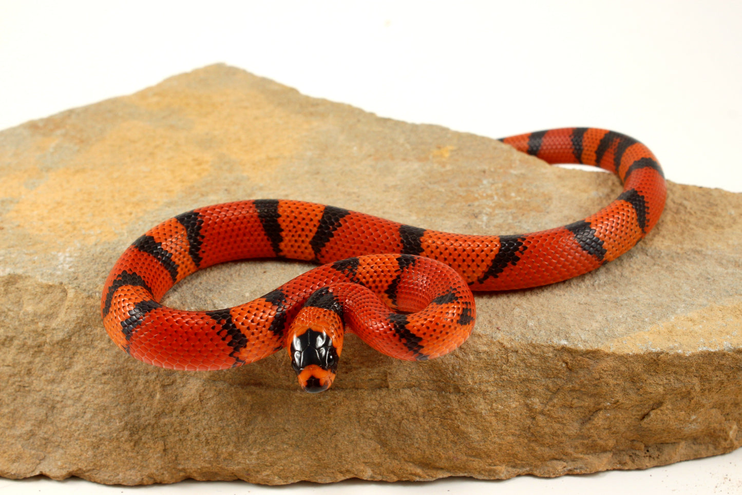 "Crazy" Gene Honduran Milksnake