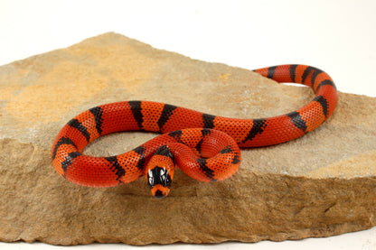 "Crazy" Gene Honduran Milksnake