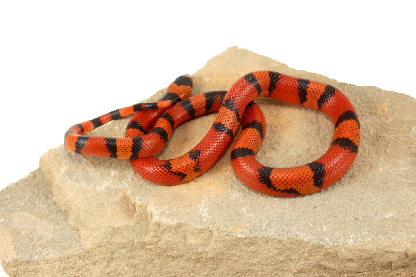 "Crazy" Gene Honduran Milksnake
