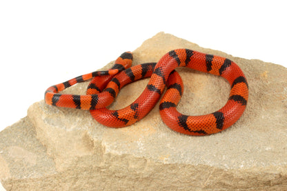 "Crazy" Gene Honduran Milksnake