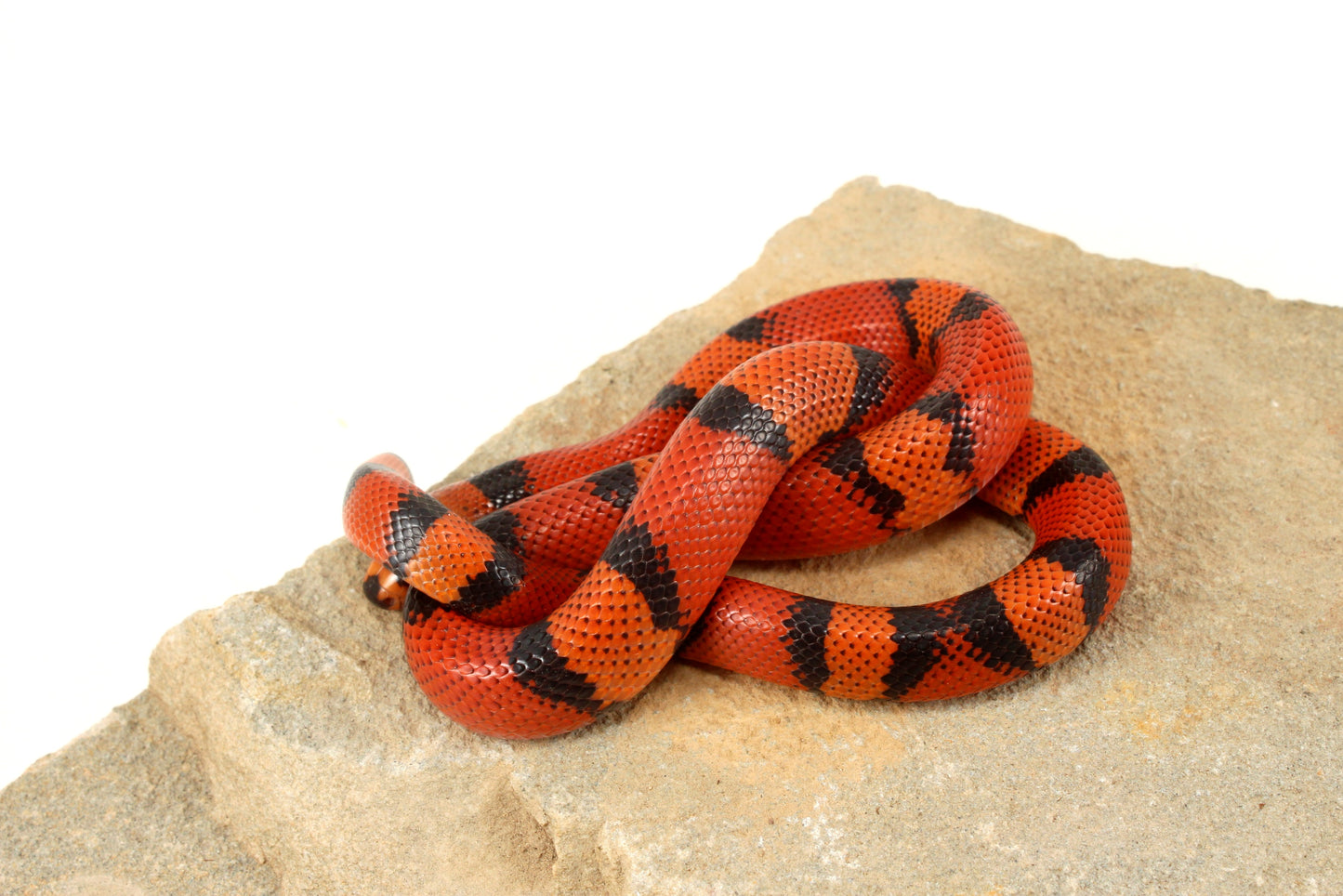 "Crazy" Gene Honduran Milksnake