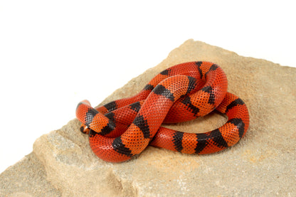 "Crazy" Gene Honduran Milksnake