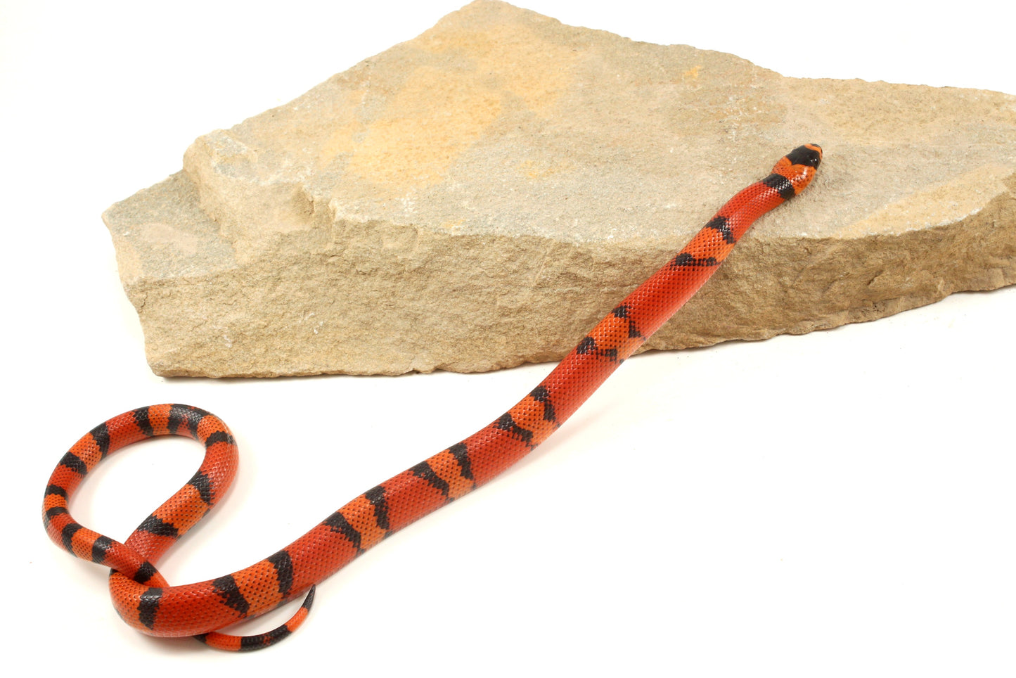 "Crazy" Gene Honduran Milksnake