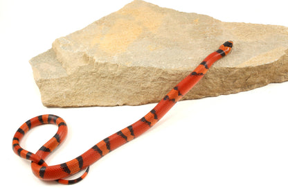 "Crazy" Gene Honduran Milksnake