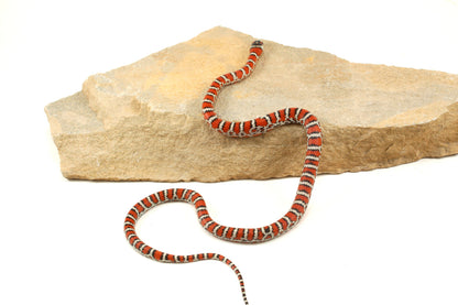 Chihuahua Mountain Kingsnake