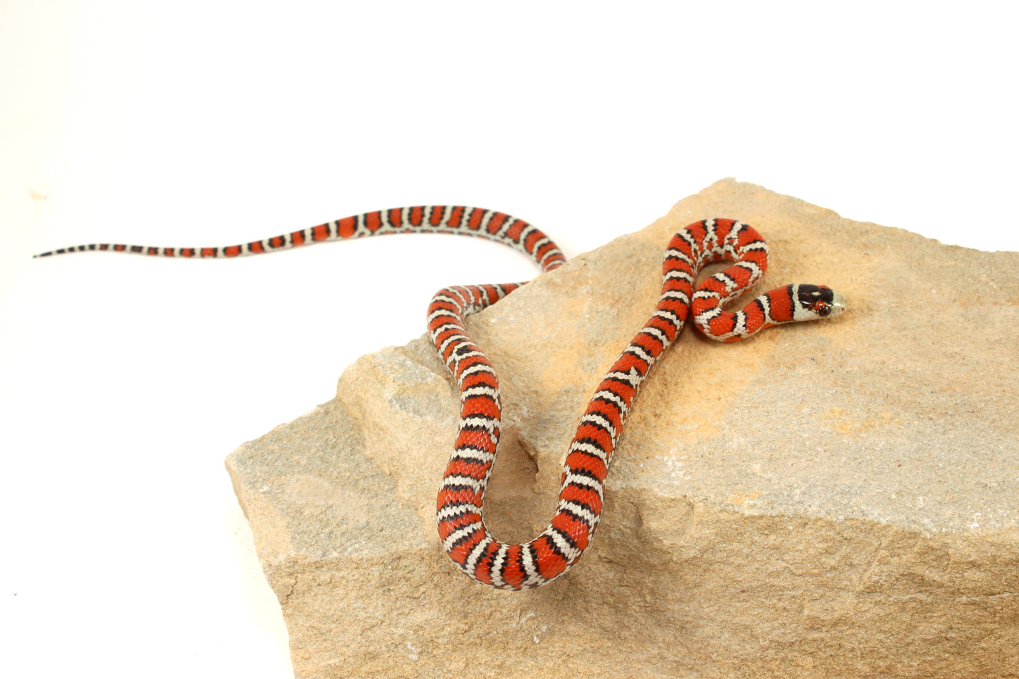 Chihuahua Mountain Kingsnake