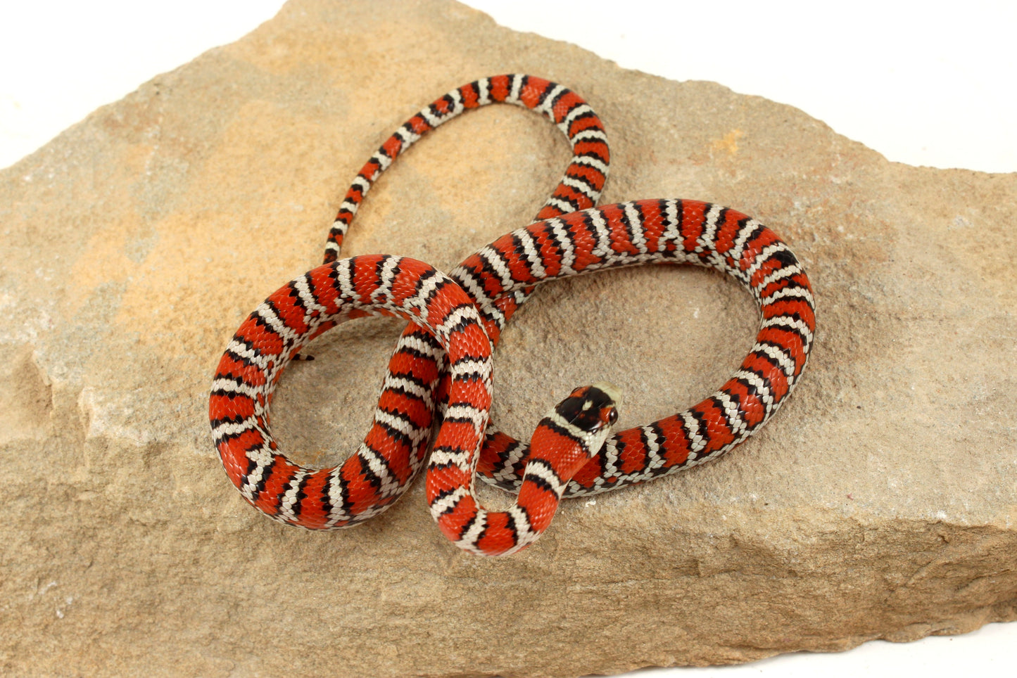 Chihuahua Mountain Kingsnake