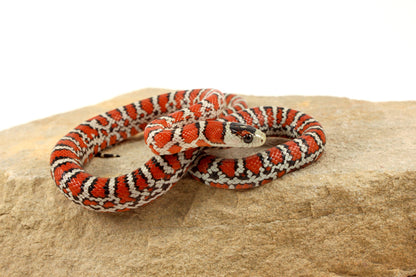 Chihuahua Mountain Kingsnake