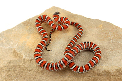 Chihuahua Mountain Kingsnake